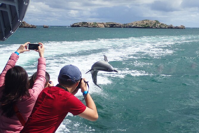 Dolphin and Sealion, Seafood Snorkel Adventure - Snorkeling in Shoalwater Islands