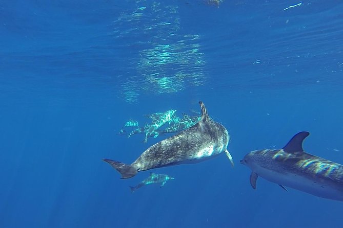 Dolphin and Whale Safari in Gran Canaria - Meeting and Pickup Details