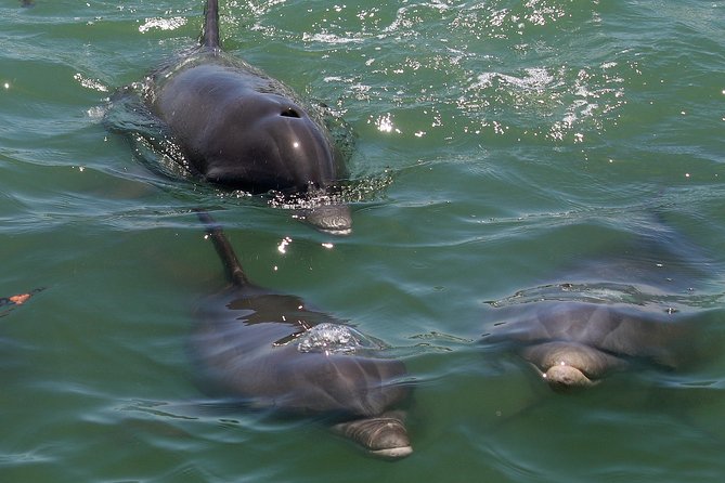 Dolphin Tour on a Private Boat - Booking Information