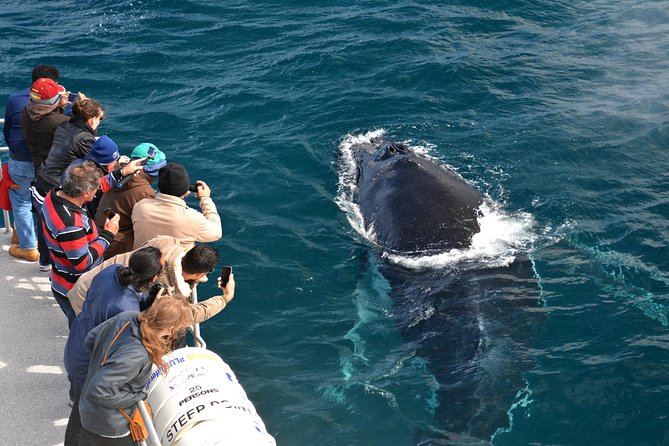 Educational Whale Watching Tour From Augusta or Perth - Whale Migration Patterns Revealed