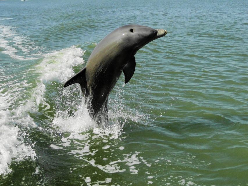 Everglades National Park: 2 Hour Dolphin & Birding Boat Tour - Customer Reviews