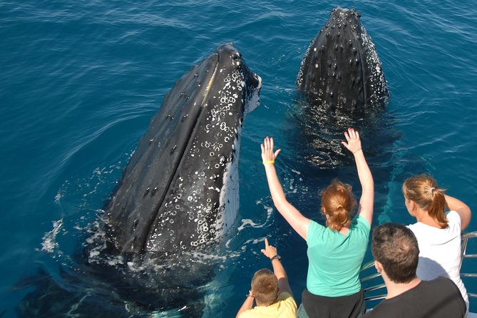 Fraser Island Whale Watch Encounter - Your Expert Guide