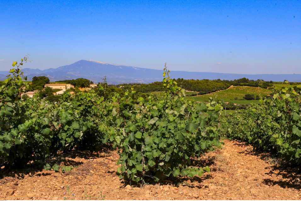 From Avignon: Half-Day Great Vineyards Tour - Tour Details