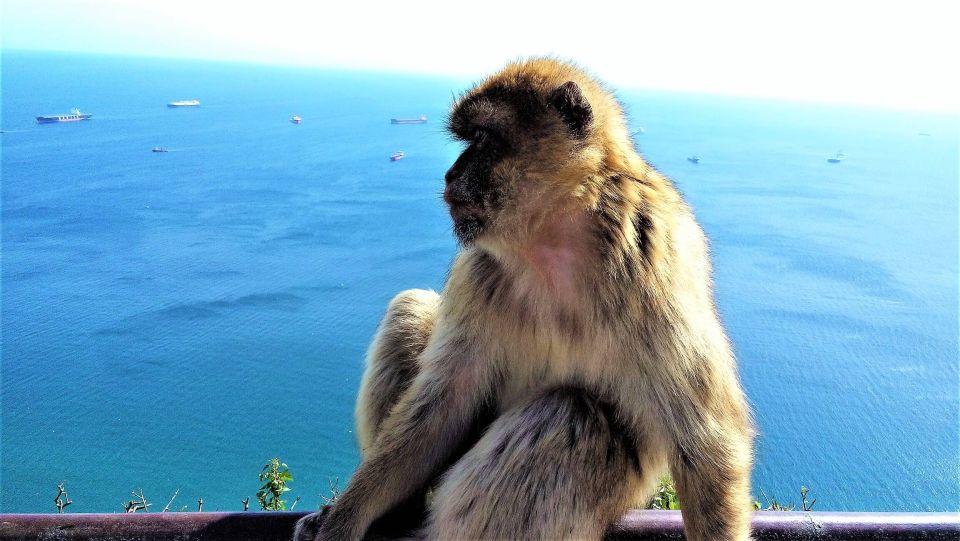 From Málaga or Marbella: Private Gibraltar Tour - Itinerary Highlights