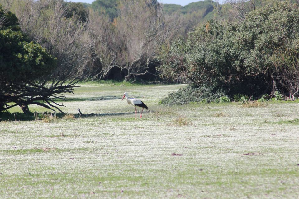 From Seville: Doñana National Park Full-Day Private Tour - Itinerary