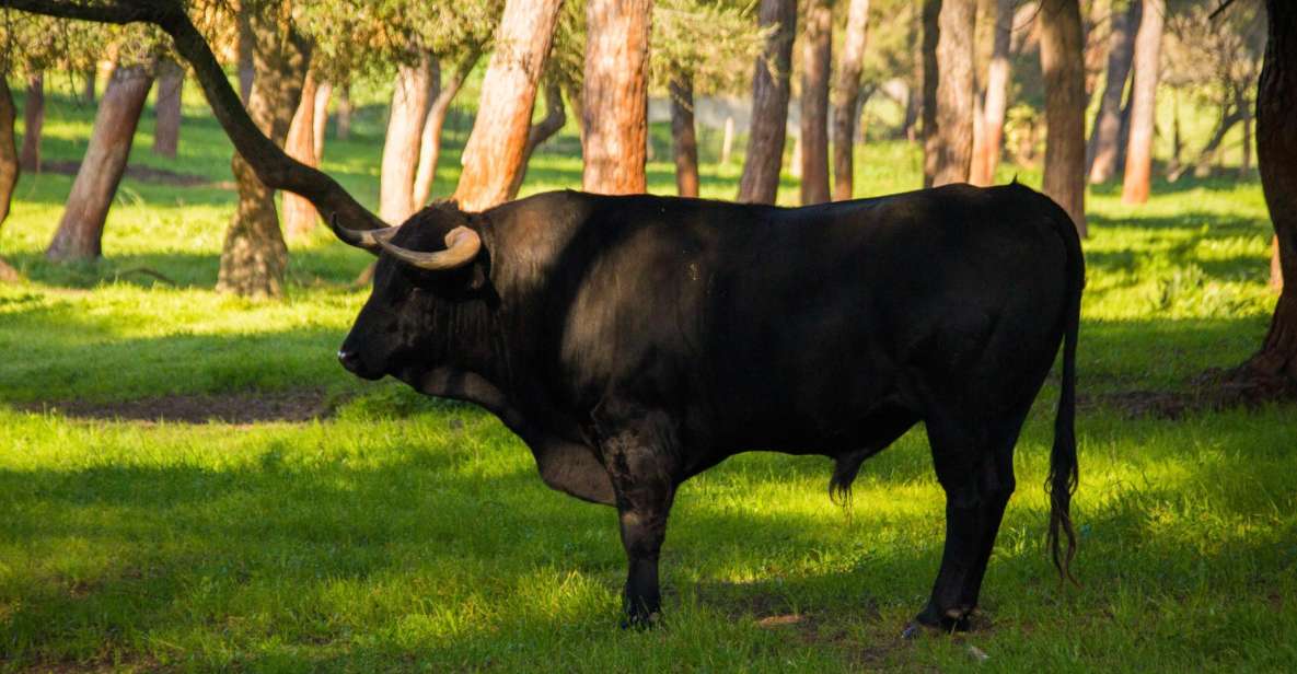 From Seville: Half-Day Bull Breeding Farm Tour - Inclusions