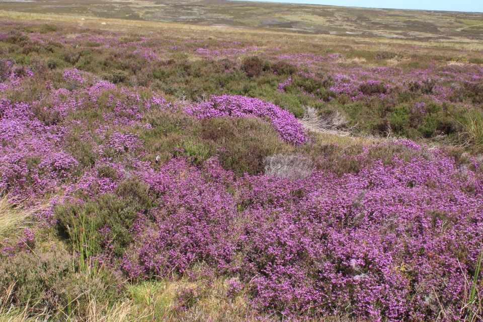 From York: North York Moors and Whitby Guided Tour - Meeting Point