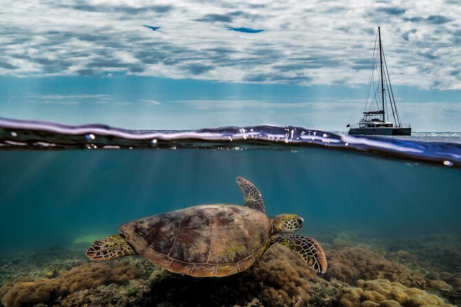 Full Day Low Isles Sailing & Snorkelling Cruise From Port Douglas - What to Expect on Board