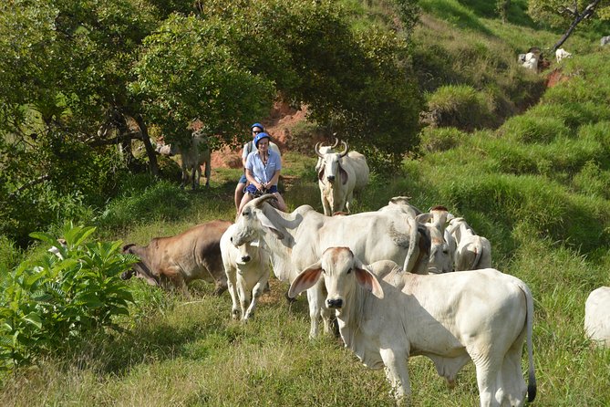 Guided Horseback Riding Tour in Manuel Antonio  - Quepos - Ranch Exploration