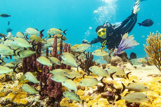 Half-Day Scuba Diving in Playa Del Carmen for Small-Group - Logistics