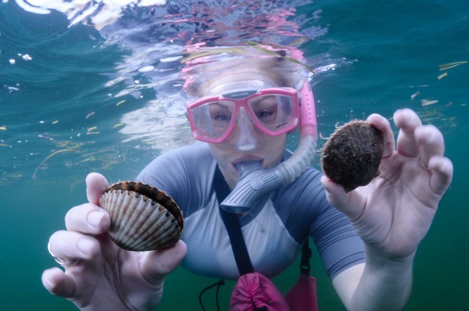 Homosassa: Snorkel & Scallop Hunt in Gulf of Mexico - Pricing Information