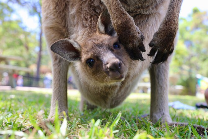 Horse Riding, Koalas & Kangaroos - Wild Australia: Private Tour - Horse Riding in the Outback