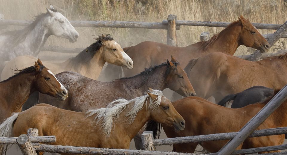 Jackson Hole: Dinner Cookout & Bridger-Teton Horseback Ride - Horseback Ride Experience Highlights