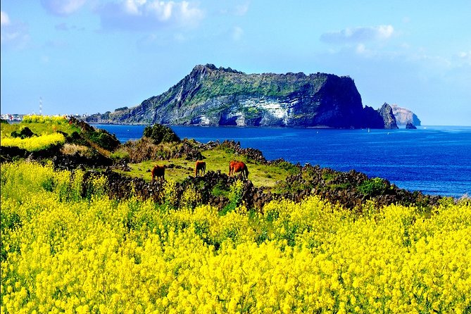 Jeju Customizable Private Tour - Meeting and Pickup Details