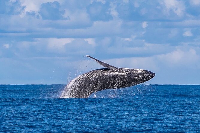 Kalbarri Whale Watching Tour - What to Expect Onboard