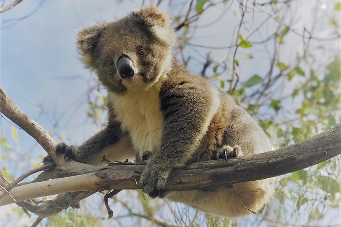 Kangaroo Island Shore Excursion Scenic Trail Tour - Meeting and Departure Details