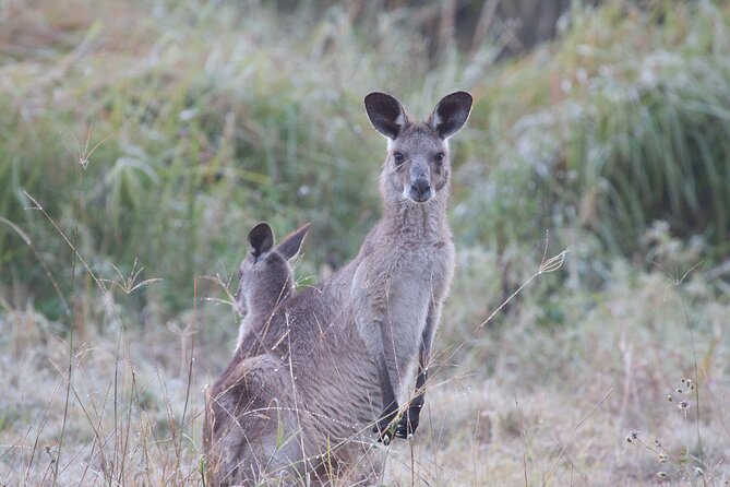 Kangaroos, Mangroves and the Ocean - Mangrove Forests and Ecosystems