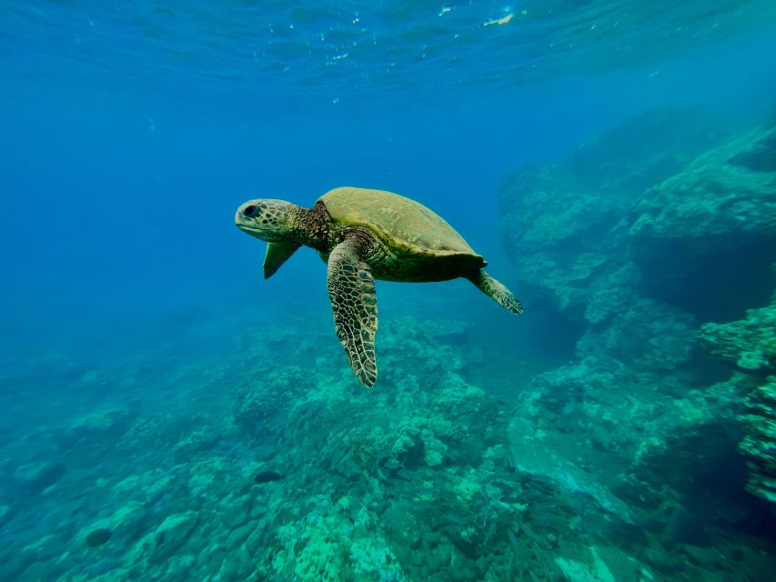 Kayak, Whale Watch And Snorkel At Turtle Town - Included Gear and Services