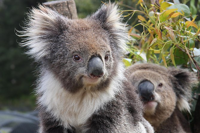 Kuranda Koala Gardens and Birdworld Admission Tickets - Discover Birdworlds Wonders