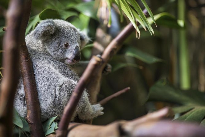 Kuranda Koala Gardens General Entry Ticket - Whats Included in the Ticket