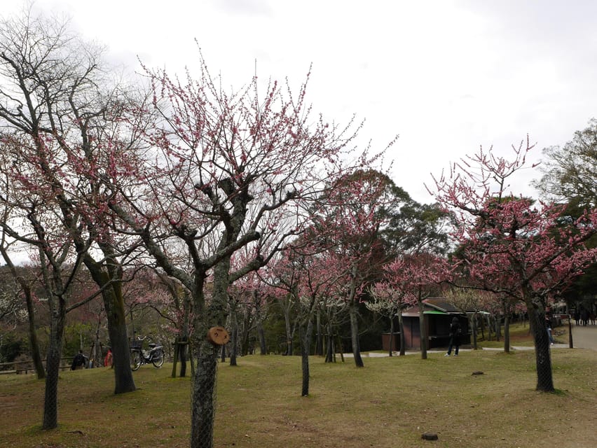 Kyoto: Nara, Todaiji, Kasuga Taisha Shrine Private Full Day - Highlights