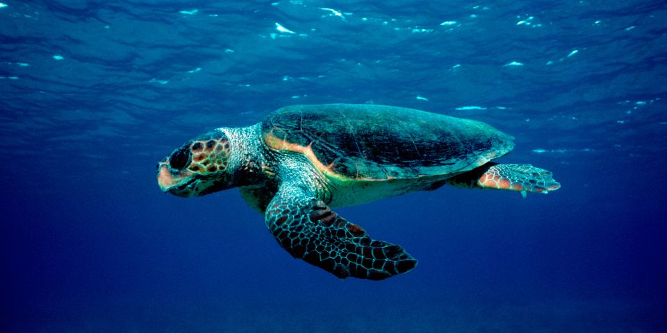 Laganas: Zakynthos Marine Park and Turtle Spotting Boat Tour - Experience the Marine Park