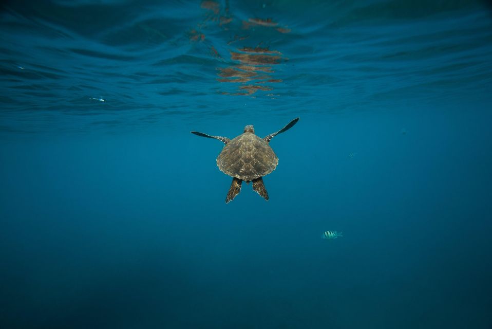 Lahaina: Turtle Town Snorkeling Trip With Photo and Video - Inclusions