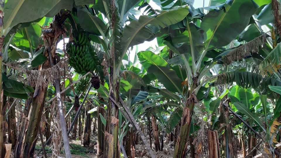 Madeira: Private Banana Farm Tour With Pickup - Experience Highlights