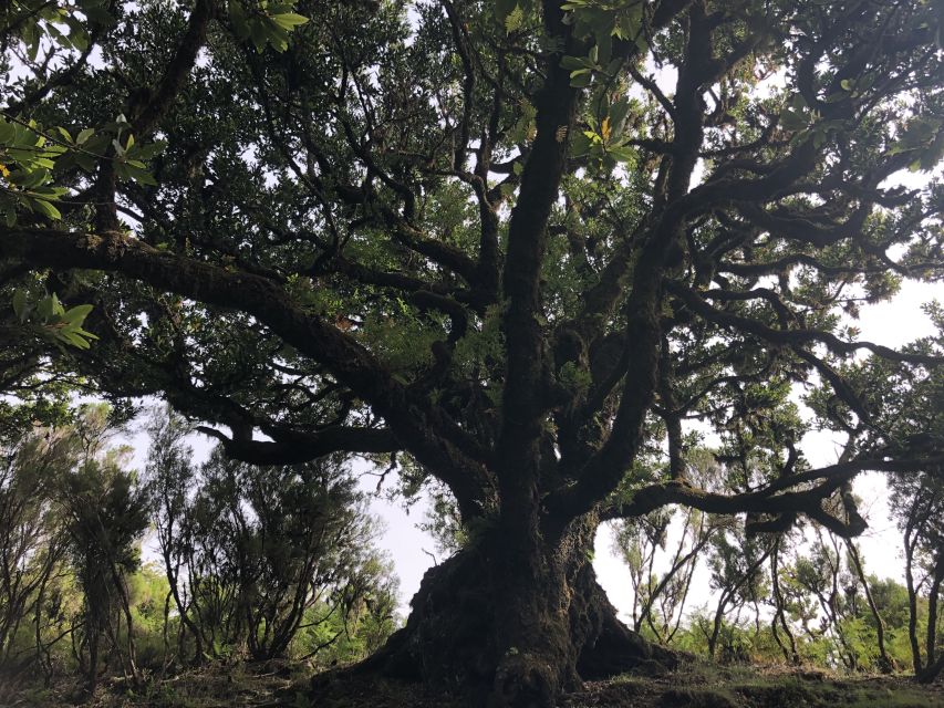 Madeira: Private Tour of Fanal Forest - Activity Description