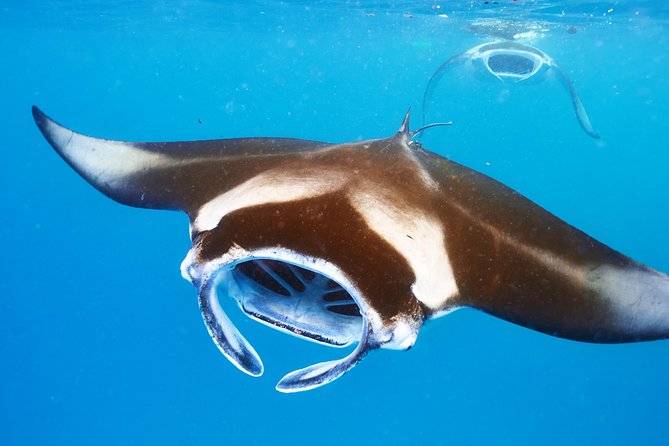 Manta Ray Snorkel Moonlight Kona Hawaii- Small Group - Inclusions and Recommendations