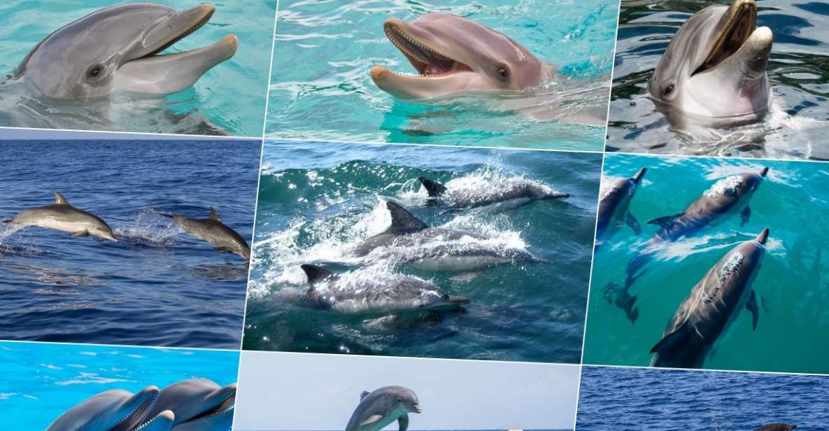 Miami: Day Trip to Key West W/ Dolphin Watching & Snorkeling - Experience Highlights