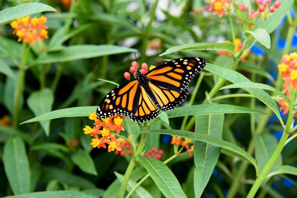 Niagara Falls, Canada: Butterfly Conservatory Admission - Butterfly Species and Exhibits