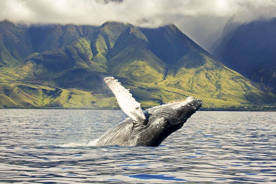 Oahu: Eco-Friendly West Coast Whale Watching Cruise - Vessel Options