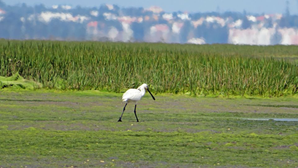 Olhão: Private Boat Tour to Ria Formosa - Activity Description