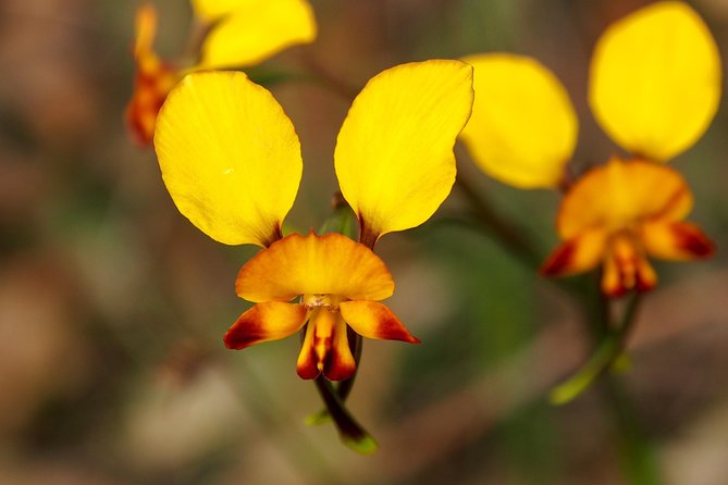 Orchids and Wildflowers Photographic Day Tour From Perth - Capturing the Perfect Shot