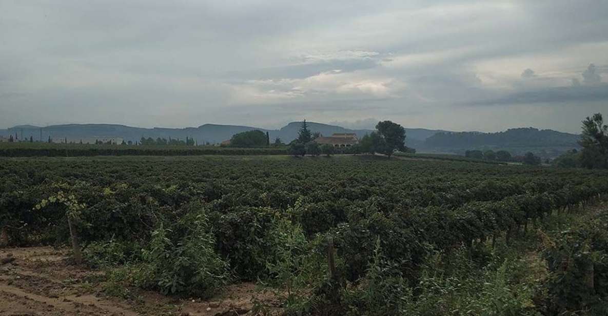 Penedes: Private Wine and Cava Tasting Tour - Languages Available and Pickup Locations