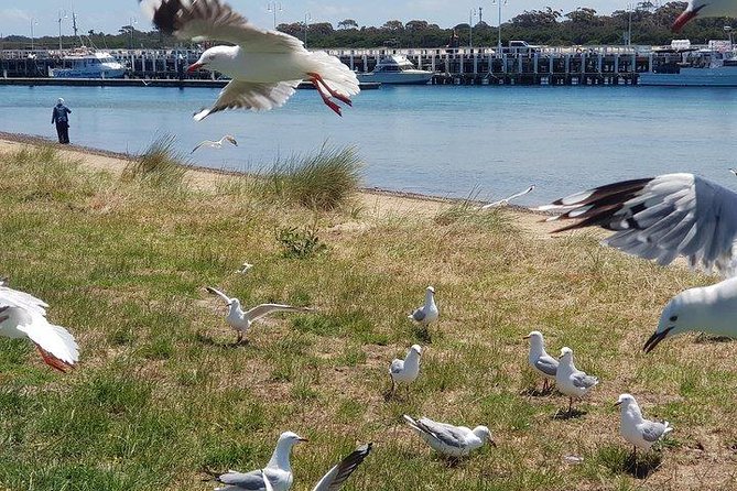 Phillip Island Penguin and Wildlife Tour - Itinerary and Tour Schedule