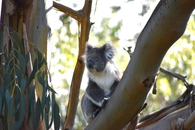 Phillip Island Penguin Parade, Wildlife and Beach Boxes Bus Tour - Scenic Drive to Brighton Beach