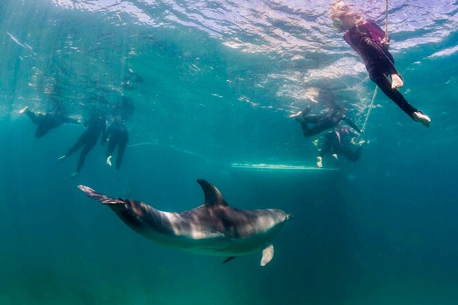 Private 2 Hour Dolphin and Seal Swim Mornington Peninsula - Snorkeling With Dolphins and Seals