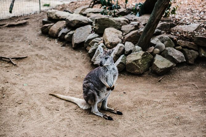 PRIVATE Blue Mountains 1 Day Tour With Wildlife Park & River Cruise - Exploring the Blue Mountains