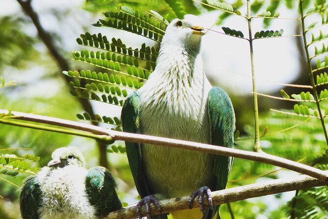 Private Half-Day Hike in the Opunohu Valley in Moorea - Additional Information