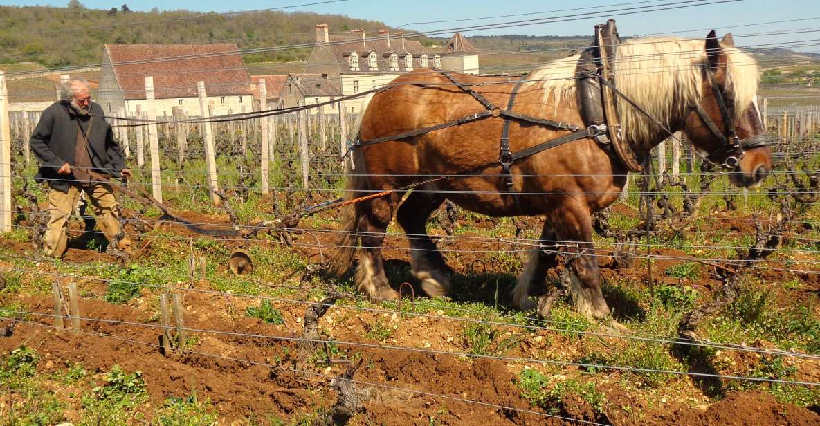 Private Wine-Tasting : Tour of Local Producers. - Experience Highlights