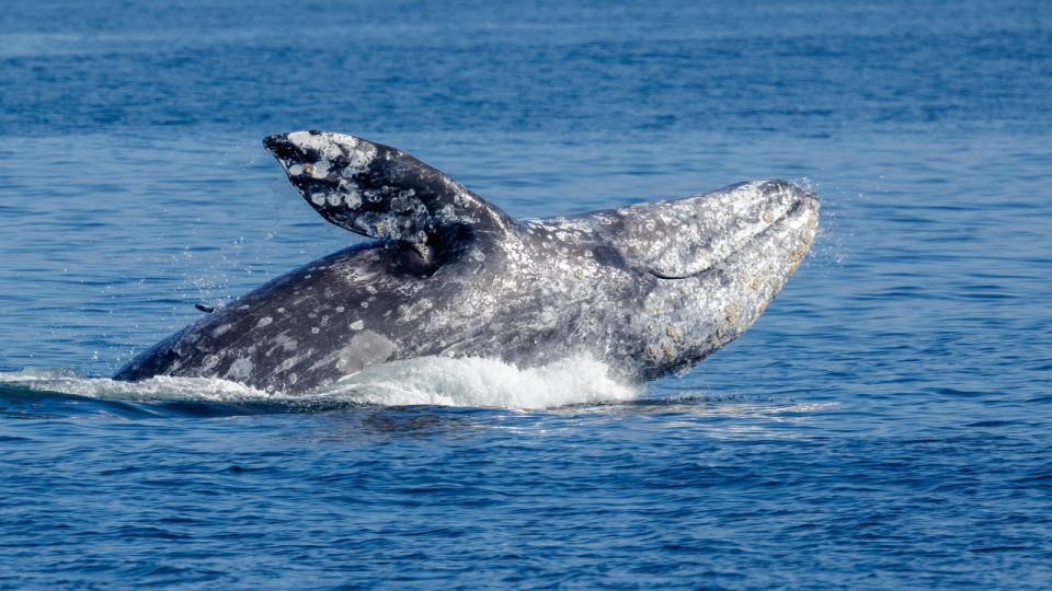 Seattle: Pier 69 Wildlife and Whale Watching Boat Tour - Inclusions