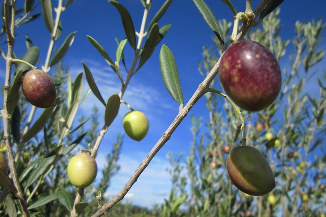 Small-Group Half-Day Languedoc Wine and Olive Tour From Montpellier - Exploration of Vineyards and Olive Farm