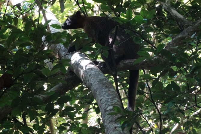 Small-Group Trekking Experience in Daintree National Park - Unspoiled Nature Awaits You