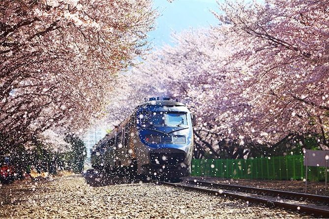 Spring 6 Days Cherry Blossom Jeju&Busan&Jinhae&Gyeongju on 31 Mar to 10 Apr - Itinerary and Schedule