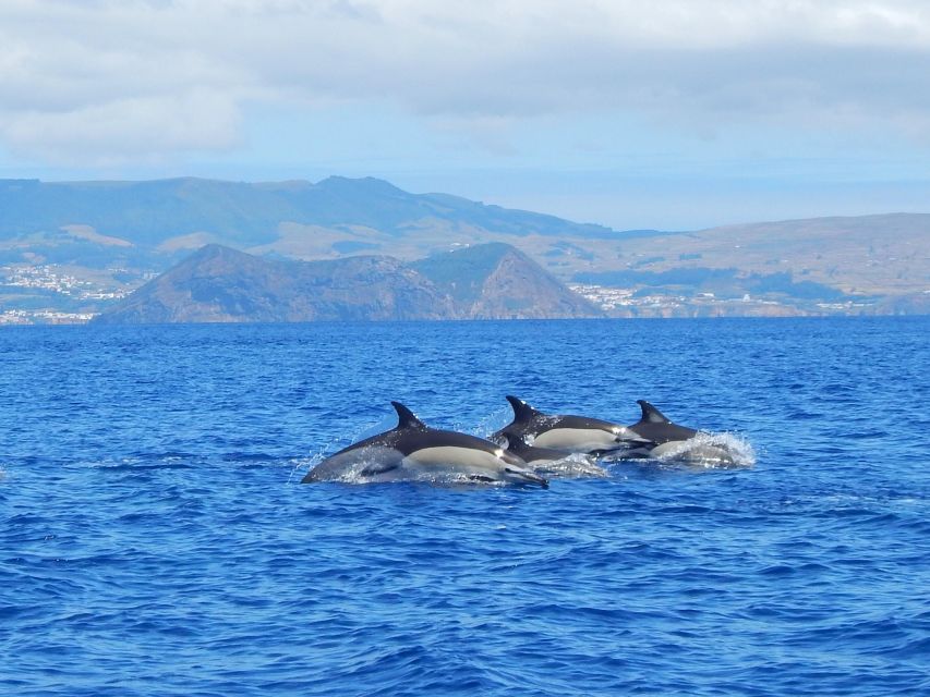 Swimming With Dolphins in Terceira Island - Reservation Guidelines