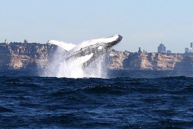 Sydney Harbour Ferry With Taronga Zoo Entry and Whale Watching Cruise - Exploring Taronga Zoo