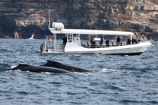 Sydney Whale-Watching by Speed Boat - What to Expect on Board