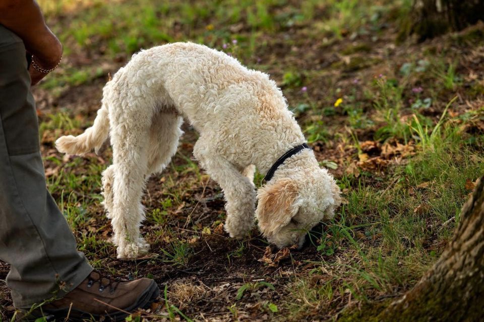 Truffle Experience & Wine Brunch in the Cellar - Booking Information